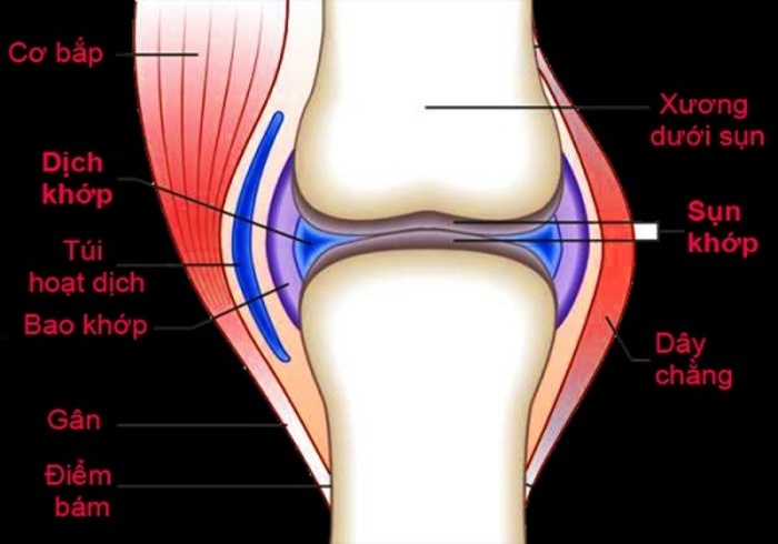 Sụn khớp không có khả năng tự hồi phục nên bạn cần chú ý khi gặp chấn thương