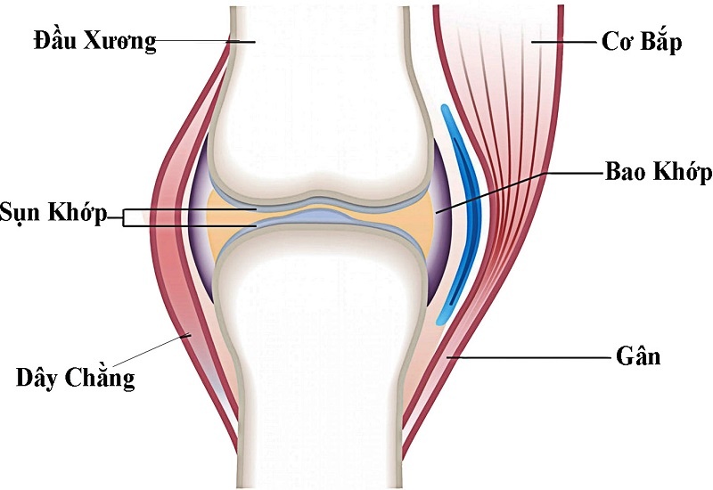 ảnh Bìa Dây Chằng Là Gì Chấn Thương Thường Gặp