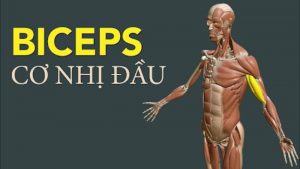 Cơ nhị đầu cánh tay nằm ở đâu?